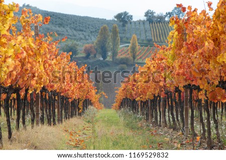Italian vineyard in autumnal foliage and Sagrantino grapes in Italy, Umbria, Montefalco