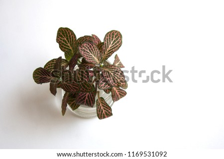 Fittonia verschaffeltii leaf-tip cuttings in a glass pot on white background with a copy space