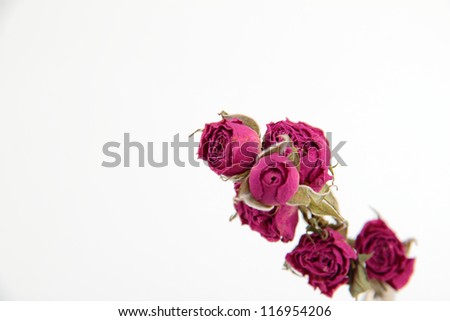 decorative dry roses