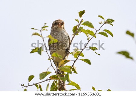 Red-backed shrike (Lanius collurio) female sitting on a branch with insect in beak