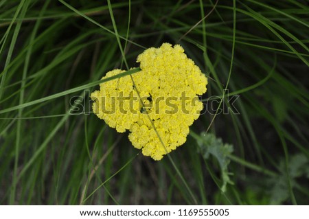 Heart shaped flower