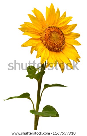 Flower of sunflower isolated on white background. Seeds and oil. Flat lay, top view