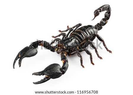 Black scorpio species Heterometrus cyaneus from Java island in Indonesia isolated on white background