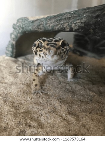 Vivid Picture of Leopard Gecko
