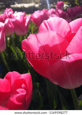 Pink tulips in bloom in springtime