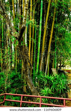bamboo in the park.