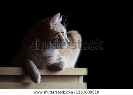 Portrait of an orange cat lying on a piece of furniture on a black backgroun