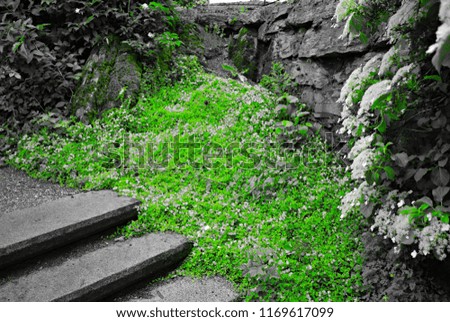 Steps and stone wall with vegetation growing along the path, in Norway