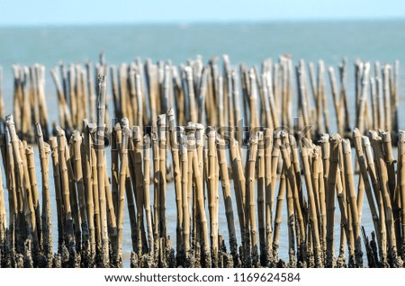Bamboo breakwater the protection of sea coast from sea wave