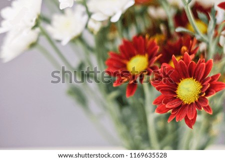 Red and white flowers.Chrysanthemum. Flower bouquet.blossom