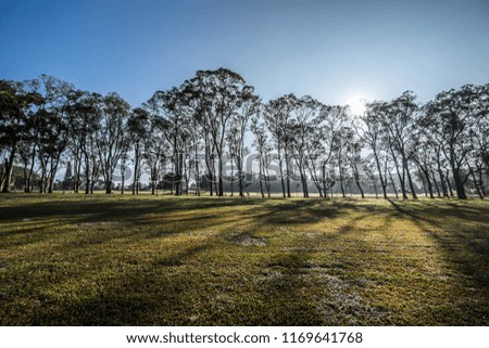 It was a brand new day in Taiwan. As the sun rises, it shines through the trees and produces long elongated shadows on the grass field. The image is peaceful, calm and natural. It is a relaxing image.