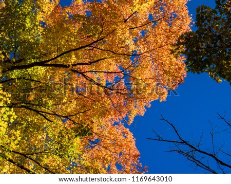 This is a picture of autumn leaves at Mont-Tremblant in the Laurentian plateau in Quebec, Canada. The autumn leaves of the trees by the side of the road are splendid.
