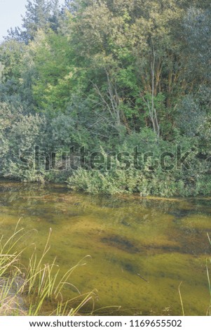 Summer landscape with a pond. Nature in the vicinity of Pruzhany, Brest region,Belarus.
