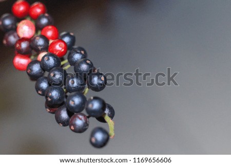 Thai Blueberry Fruit  isolated on white background.Can be extracted into medicine and wine Growing in the Northeast of Thailand.