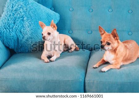 Portrait of smooth-haired beige Chihuahua against the beautiful bokeh. Chihuahua Girl looks nice. Little dog sitting on a turquoise couch