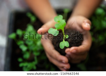 Closeup shot of a children holding a green plant in palm of her hand. Close up hand holding a a young fresh sprout. Shallow depth of field with focus on seedling.