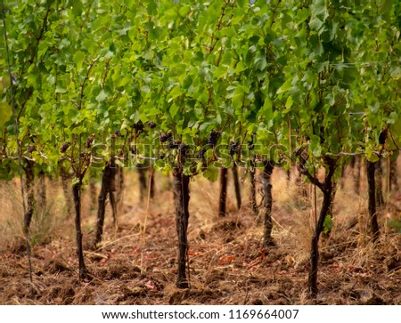 Looking at a flat row of vines in an Oregon vineyard, grapes hanging at the bottom of the vines, bare trunks contrast with dry grass and dirt.