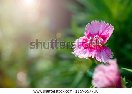 Close up of Blooming beautiful Pink Dianthus flower (Dianthus chinensis) with dewdrop in the fields,  morning light, selective focus, shallow depth of field. Dianthus flowers in the fields.