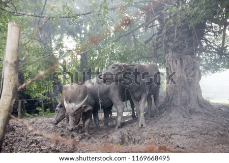 buffalo in nature