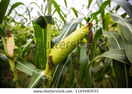 Maize in Asia