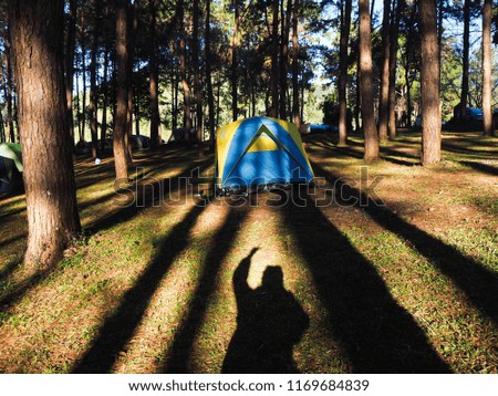 Sunlight through the cracks of the pine trees with a tent spread to create a beautiful picture.