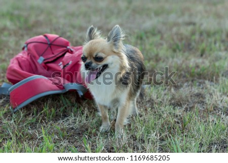Dog Chihuahua resting