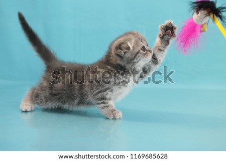 blue striped kitten plays with a furry toy, on a blue background.