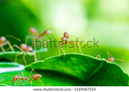 Ants caught on green leaves.