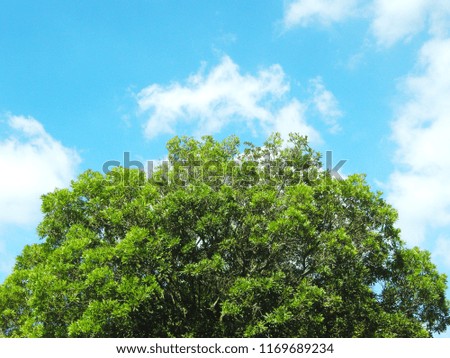 mighty tree against blue sky                                