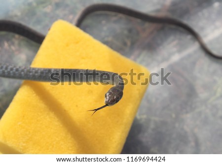 A photograph of a young Common Tree Snake (Dendrelaphis punctulata) that was found curled up in the branch of a small tree in Brisbane, Australia. 