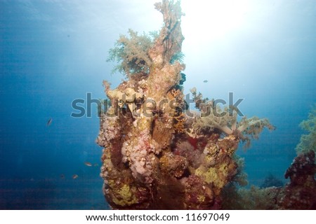 coral pinnacle in sunlight