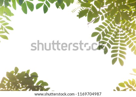 soft focus.green leave background in morning light with empty space for text