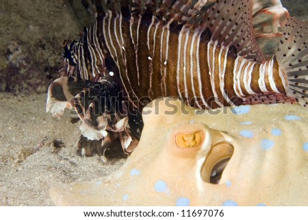 bluespotted stingray (taeniura lymma) and a common lionfish (pterois miles)