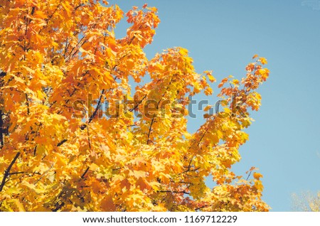Golden autumn scene in a park with autumn leaves. Vibrant fall foliage. The sun shining through the leaf.