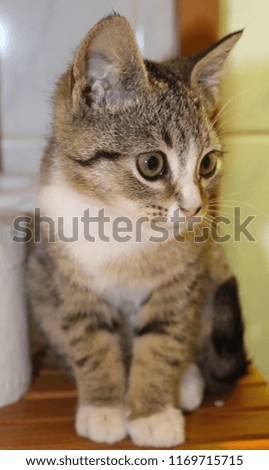 A close-up photograph of a young domestic cat staring off to her left/A soft, digitally enhanced kitten portrait. 
