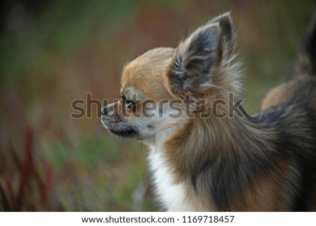 Dog Chihuahua Walking Close UP
