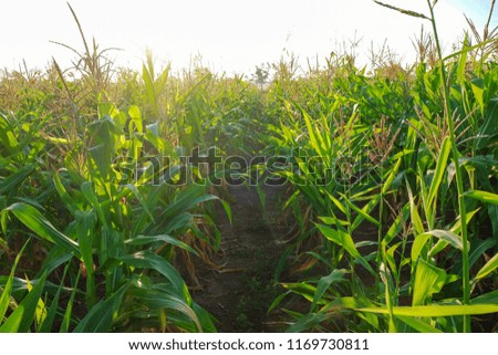 a landscape picture of organic corn field at agriculture farm in rural countryside.  