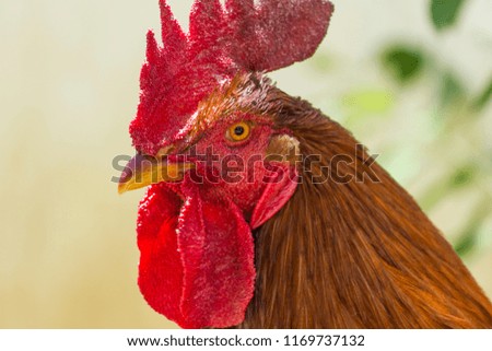 free-range rooster close-up portrait with blurry background