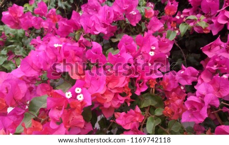Bright pink flowers of great bougainvillea (Bougainvillea spectabilis) close up 