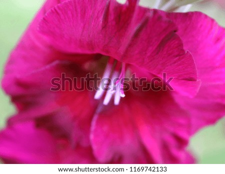 Bright dark pink gladiolus flower close up