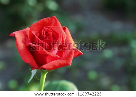 Bright red rose flower close up