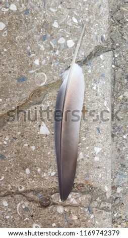 Pigeon grey beige feather closeup. Single bird feather is lying on grey concrete cracked block surface. Contrast of smooth soft texture and rough hard texture. Neutral monochrome color palette.