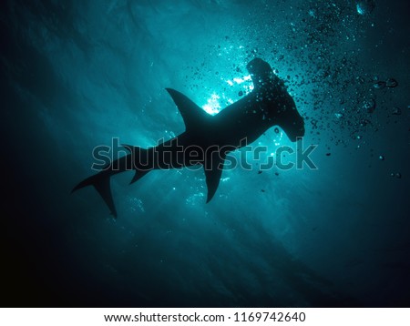 Hammerhead shark bimini