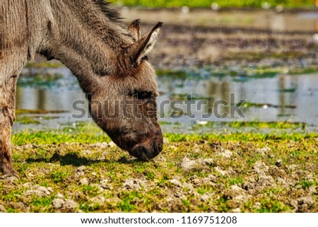 Donkey - young donkey in close up picture