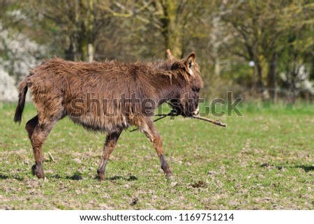 Donkey - young donkey in close up picture