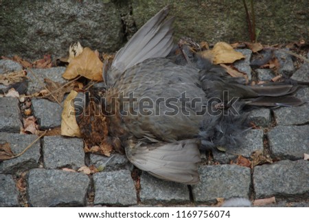 Dead bird lying on a road