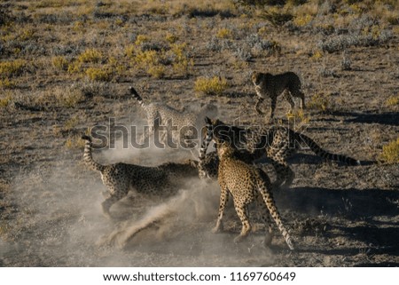 Cheetahs fighting over the piece of meat in Namibia
