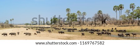 African buffalo or Cape buffalo (Syncerus caffer) in river bed. Tanzania