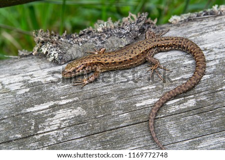 The sand lizard (Lacerta agilis) on a wooden beam in the grass. Green lizard close up. Royalty-Free Stock Photo #1169772748