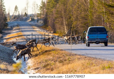 Reindeers almost causing a collision on the road Royalty-Free Stock Photo #1169778907